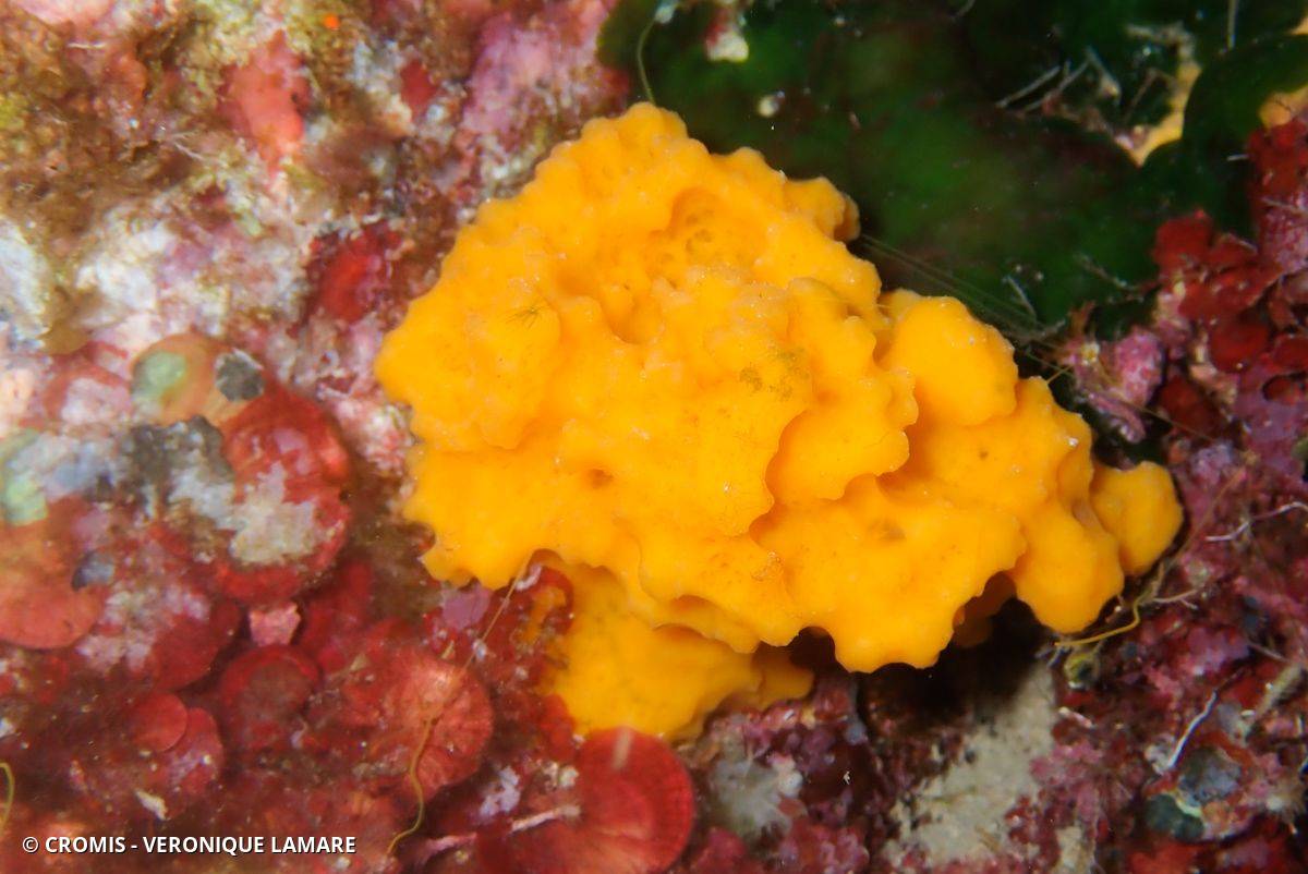 Eponge épineuse orange