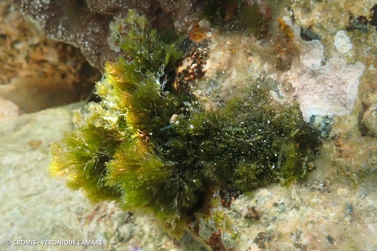 Cladophore prolifère