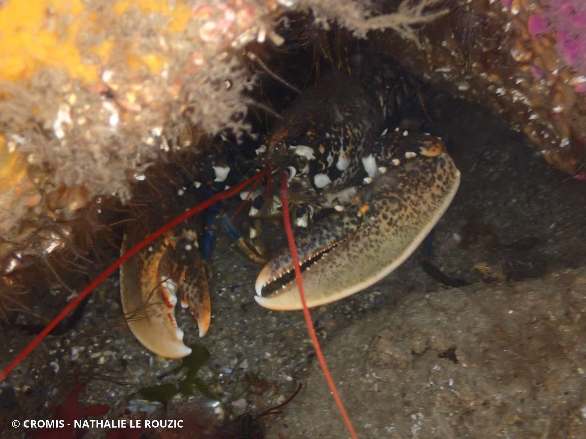 Homard européen