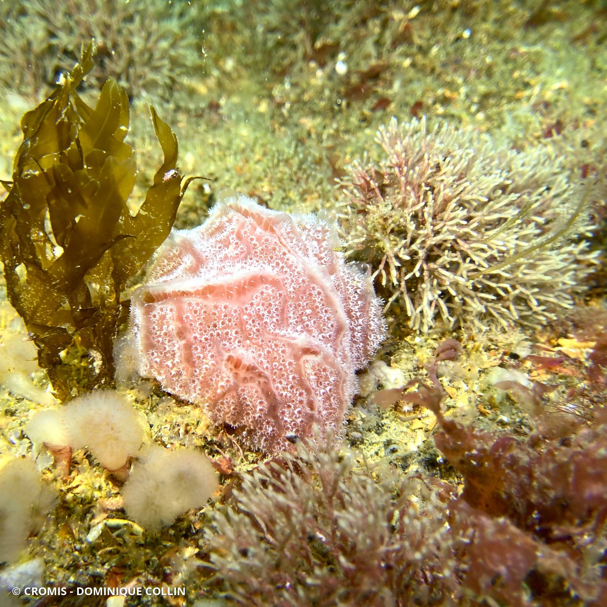 Fraise de mer
