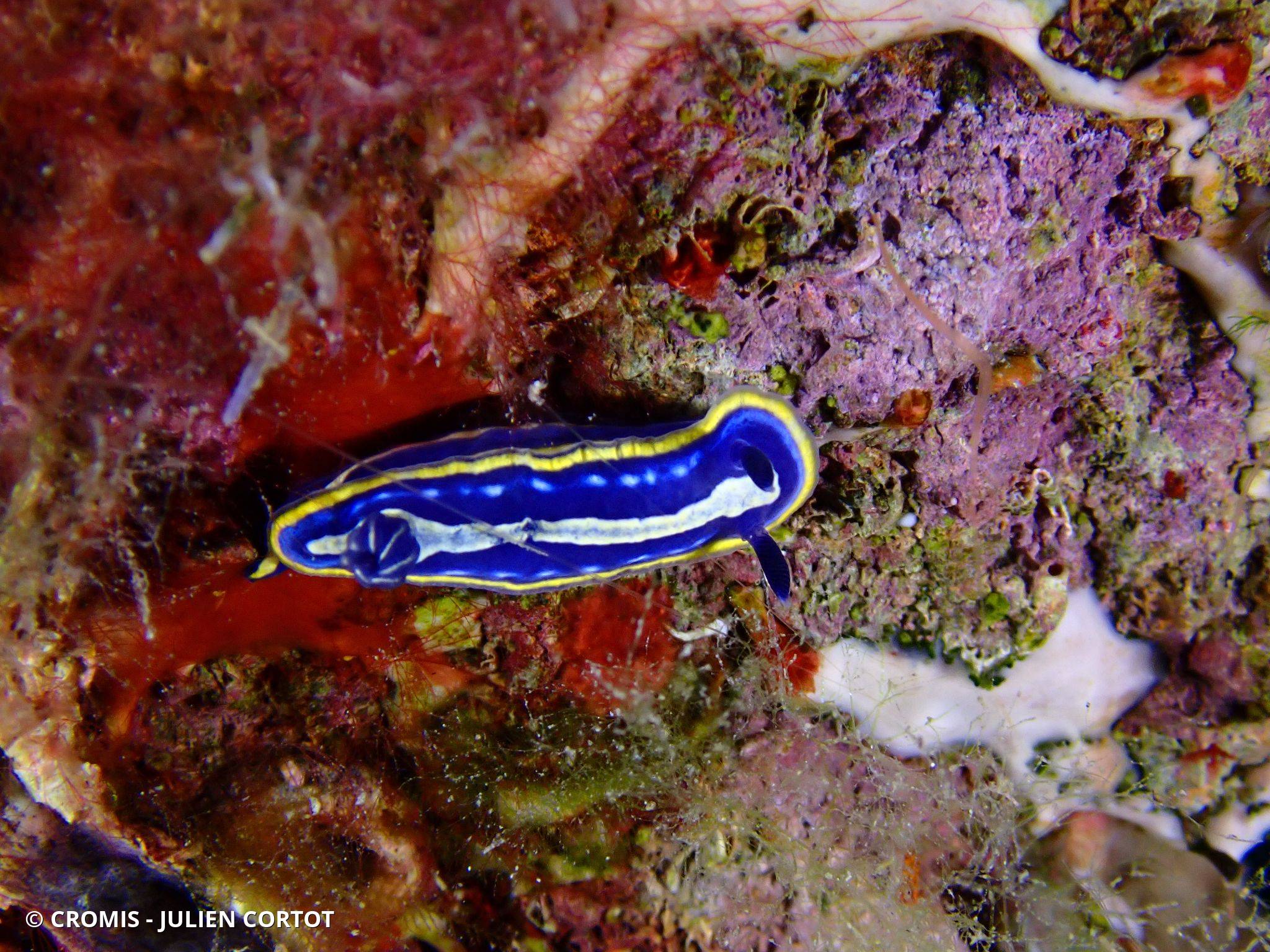 Doris tricolore