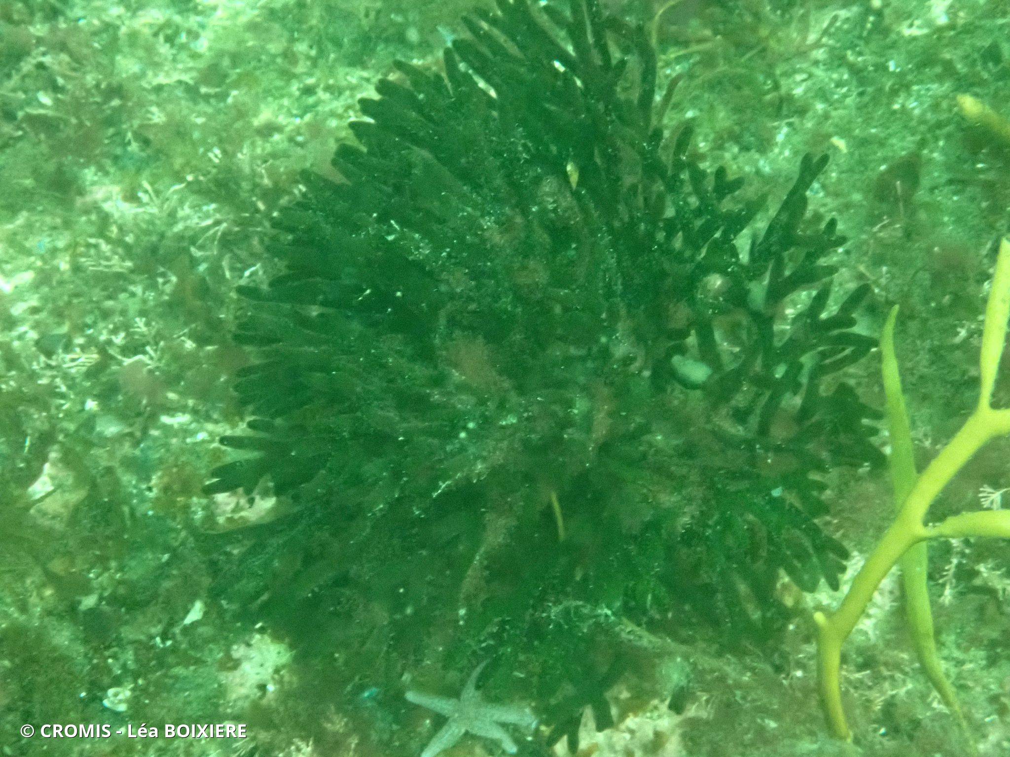 Codium fragile