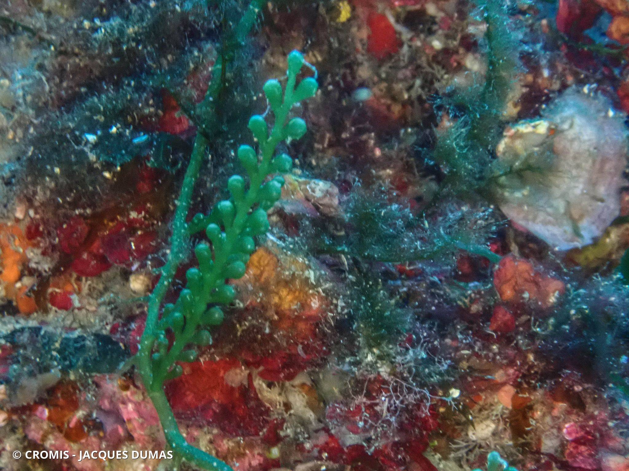 Photo 1 sur 79 : Caulerpe cylindracée