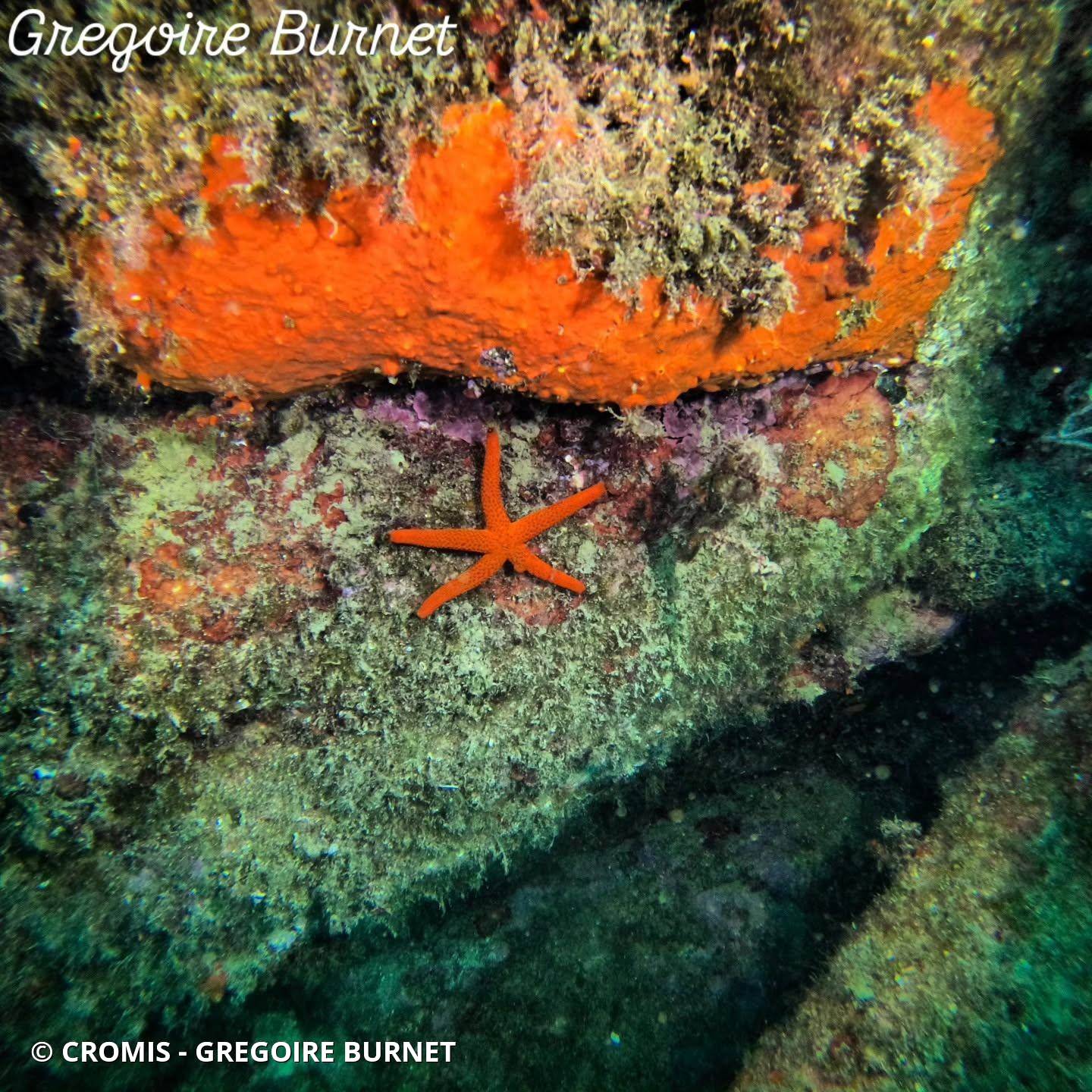 Etoile de mer rouge