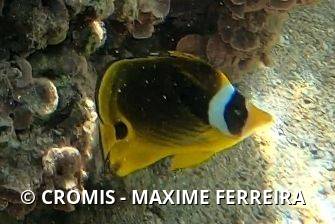 Poisson-papillon raton laveur