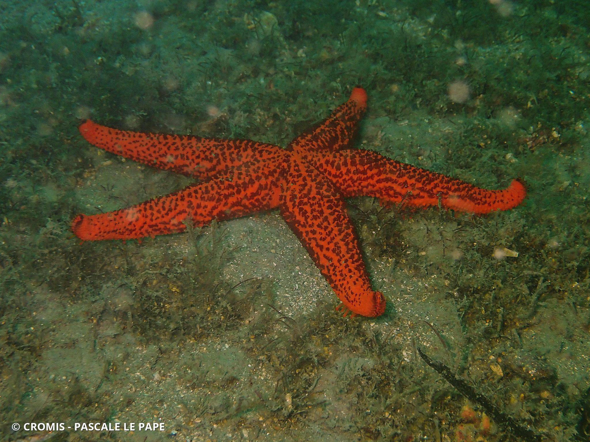 Etoile de mer rouge