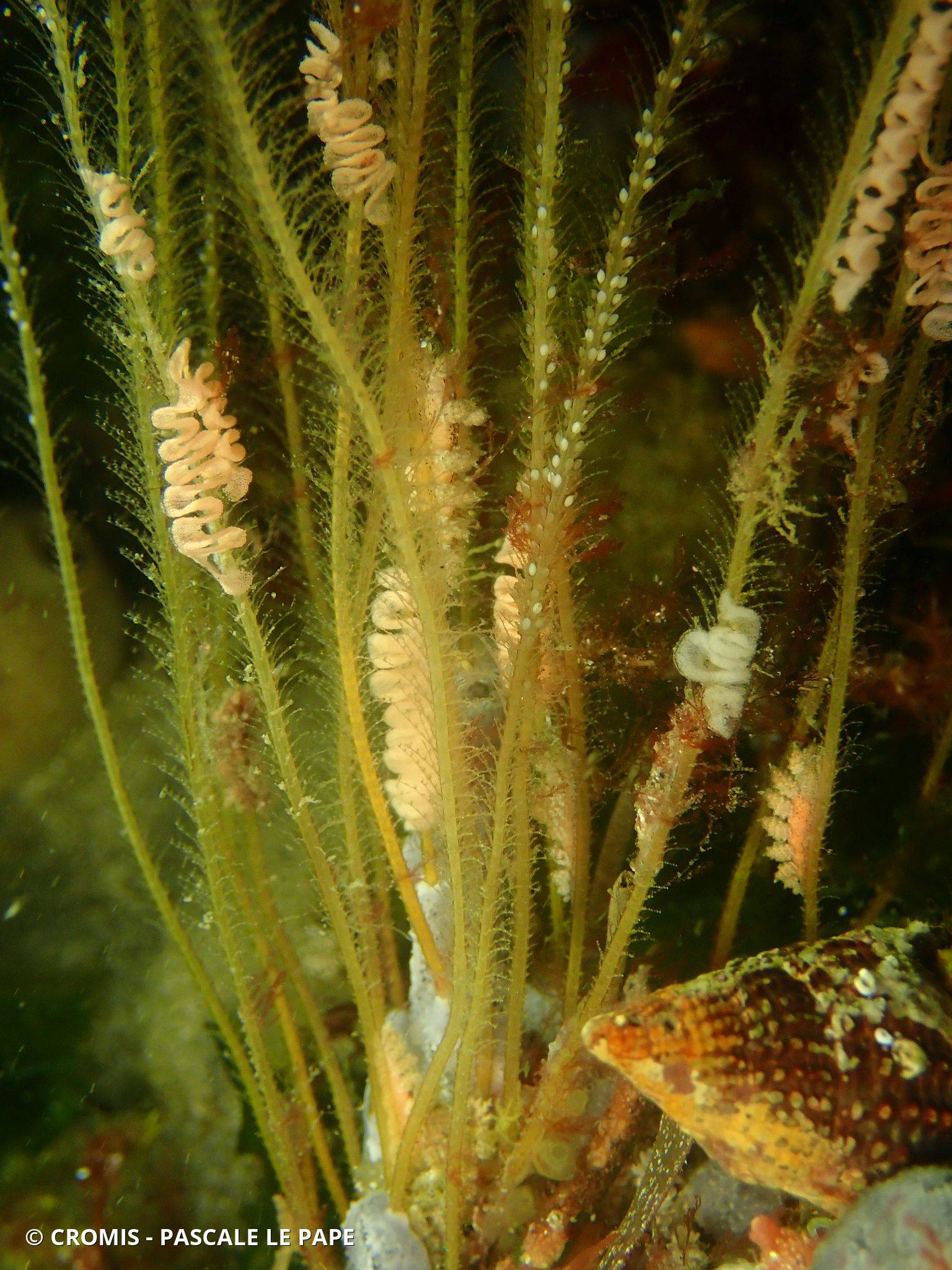 Hydraire antenne