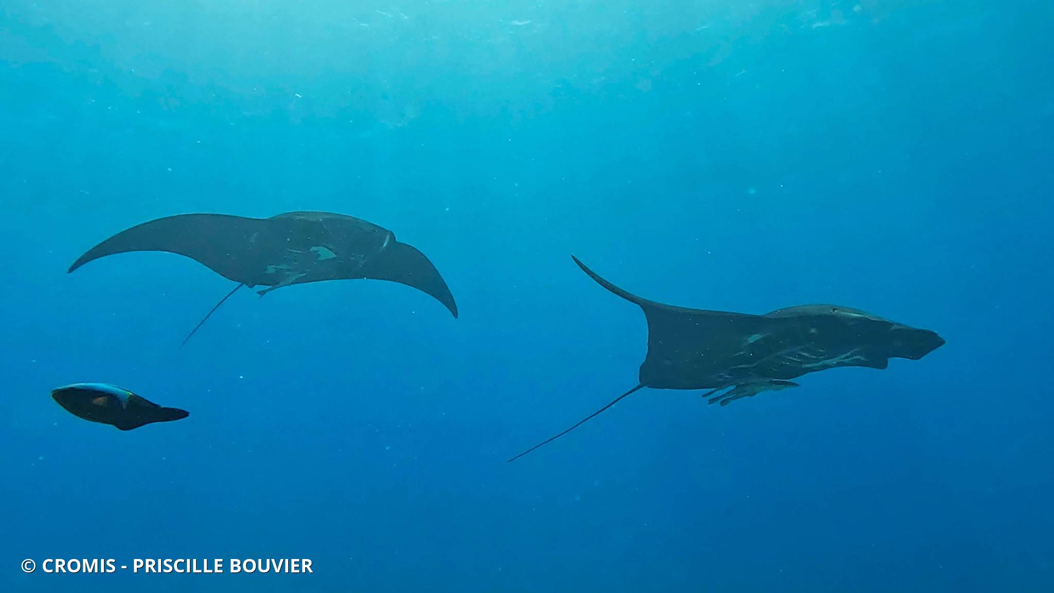 Manta des récifs