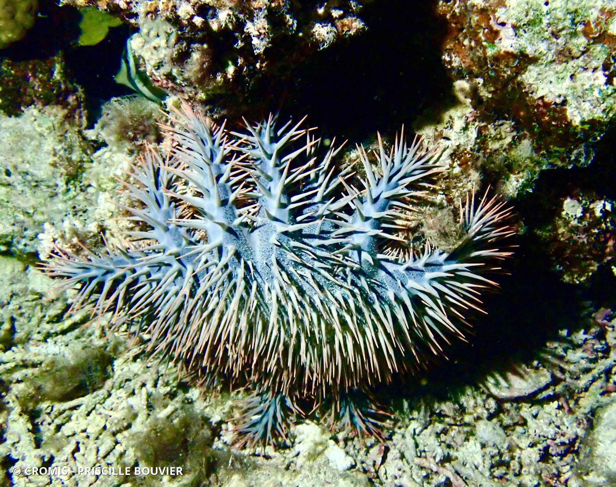 Couronne d’épines