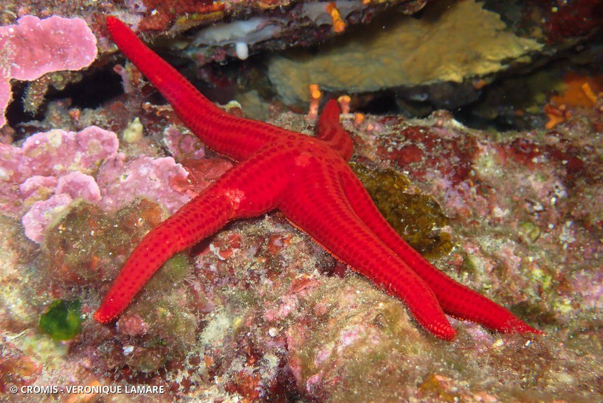 Etoile de mer lisse