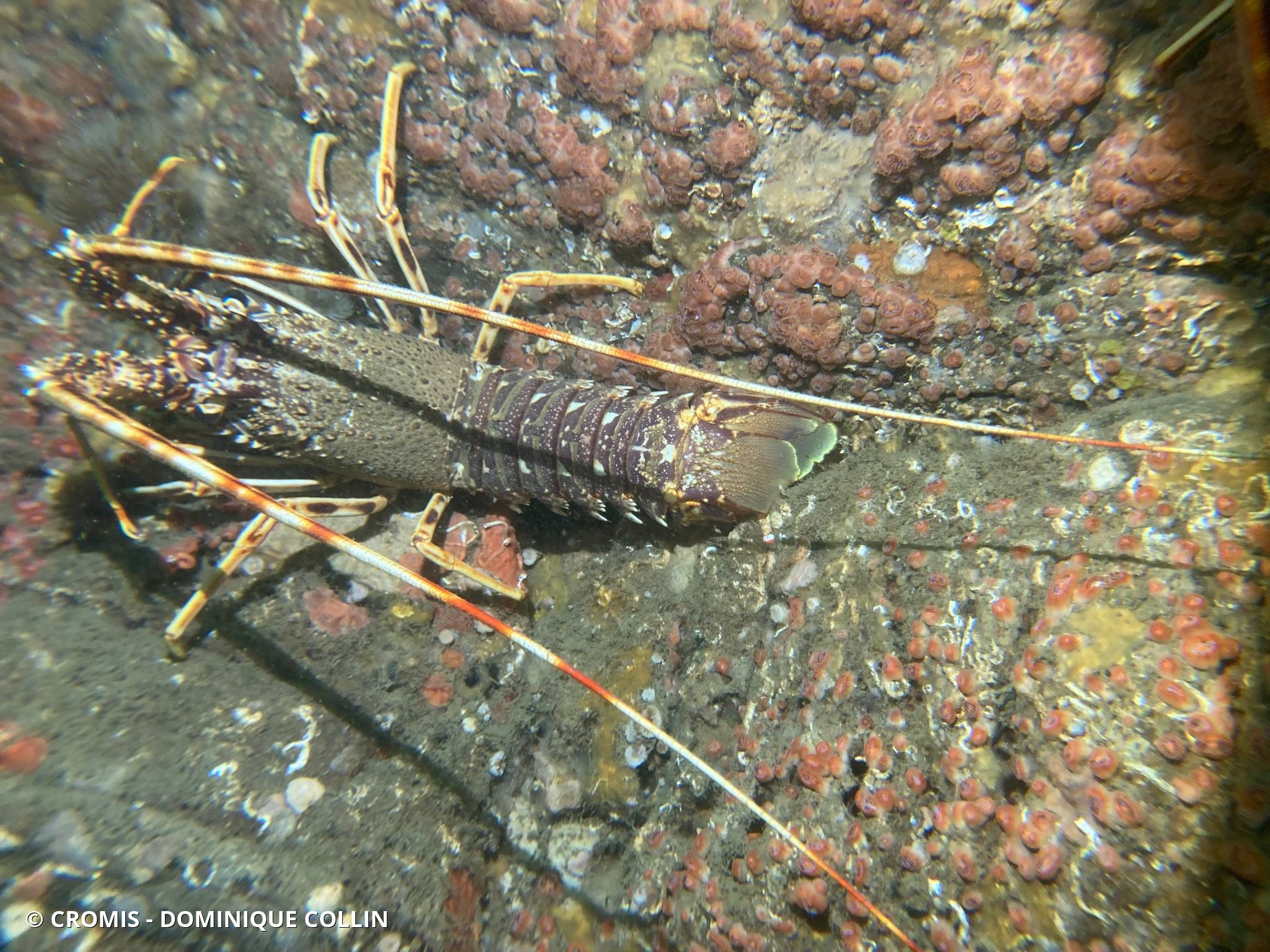 Langouste rouge