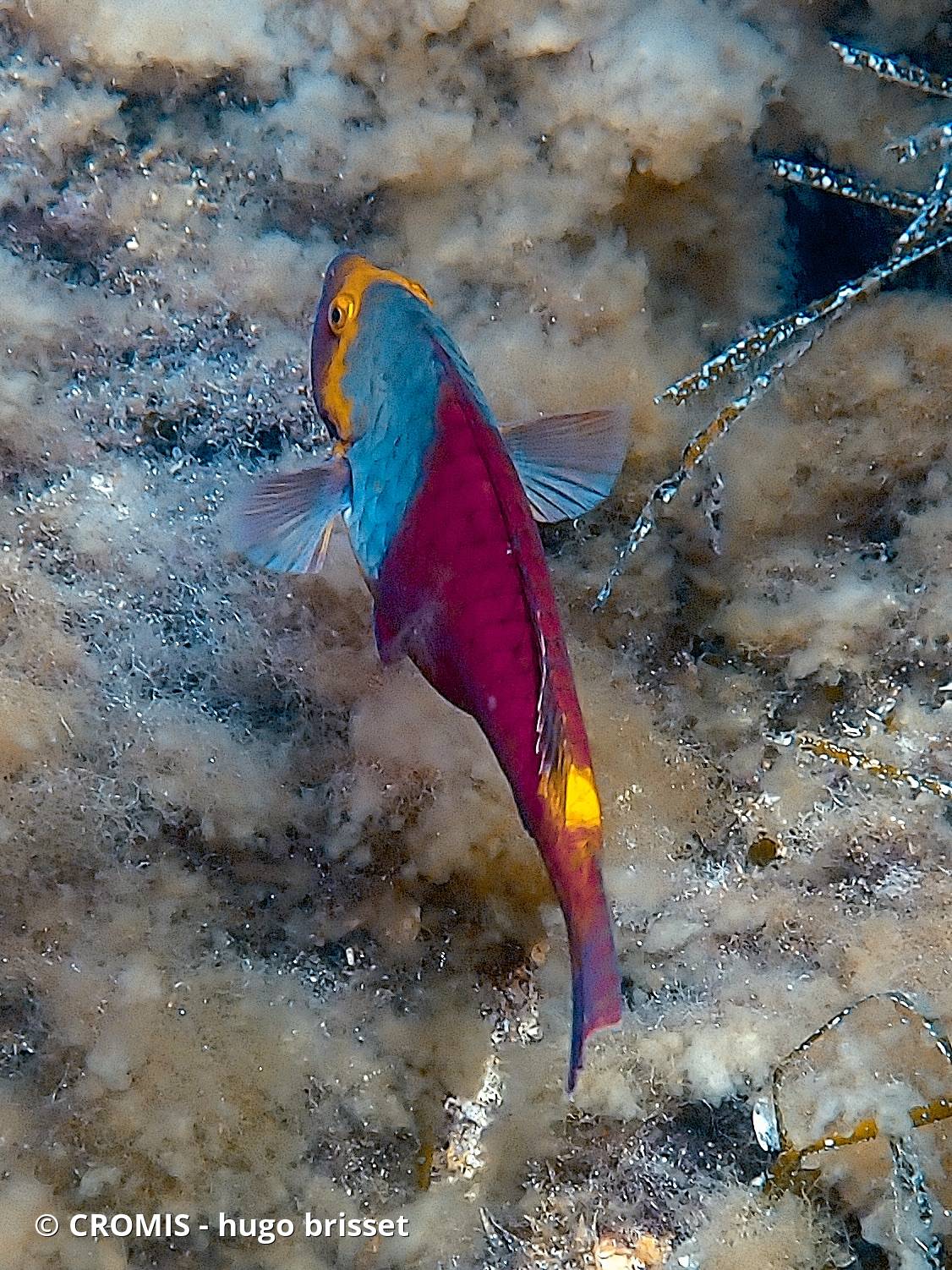 Poisson-perroquet méditerranéen