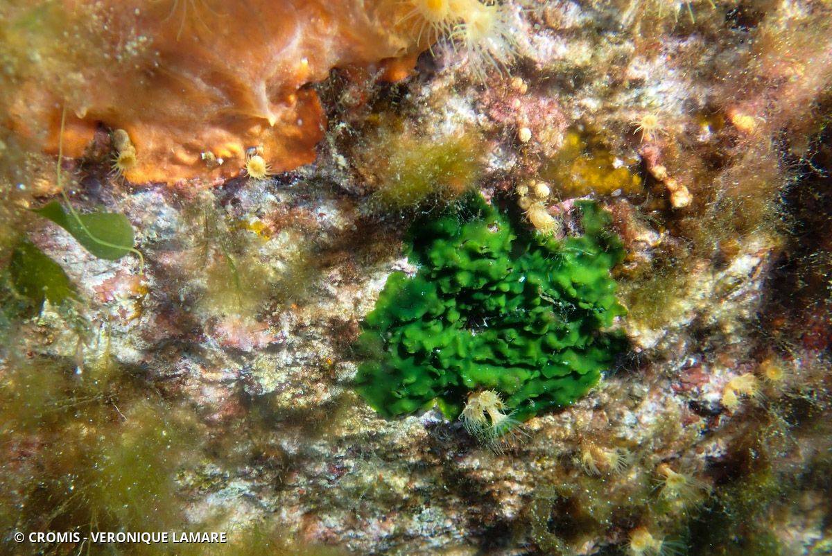 Palmophylle