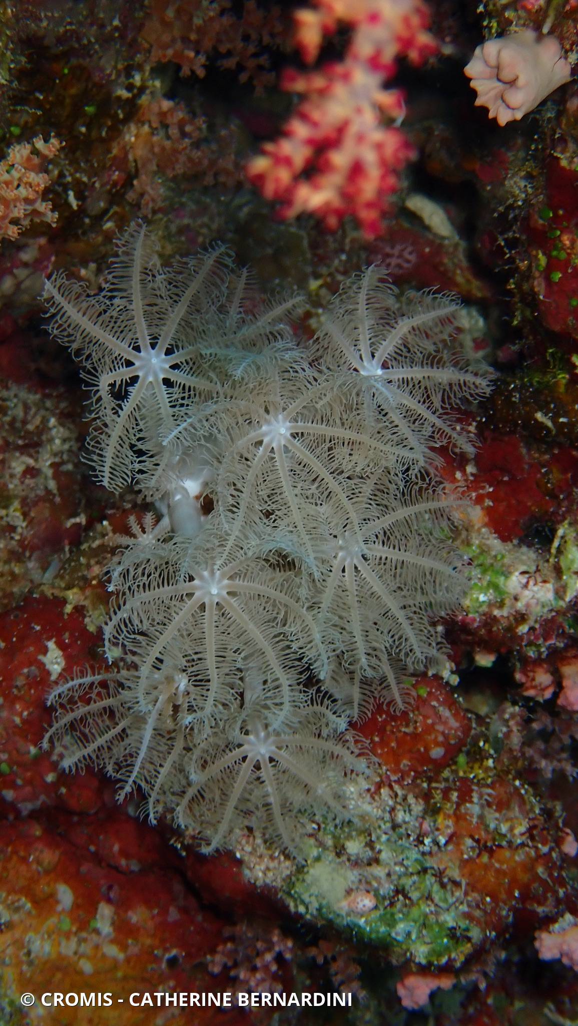 Alcyonaire glauque