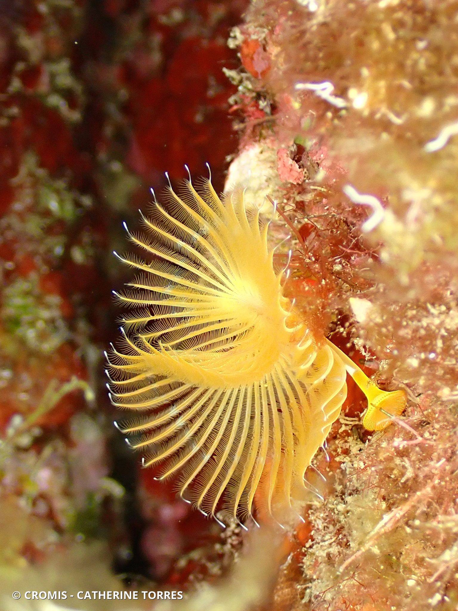 Serpule