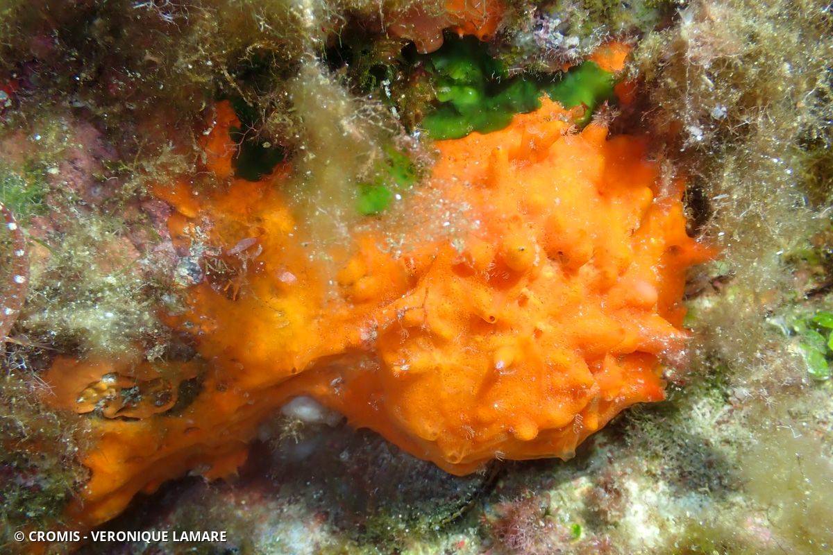 Eponge encroûtante orange-rouge