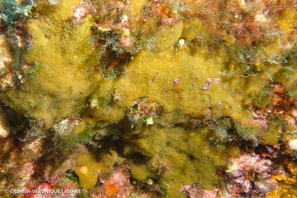 Aplysille jaune soufre