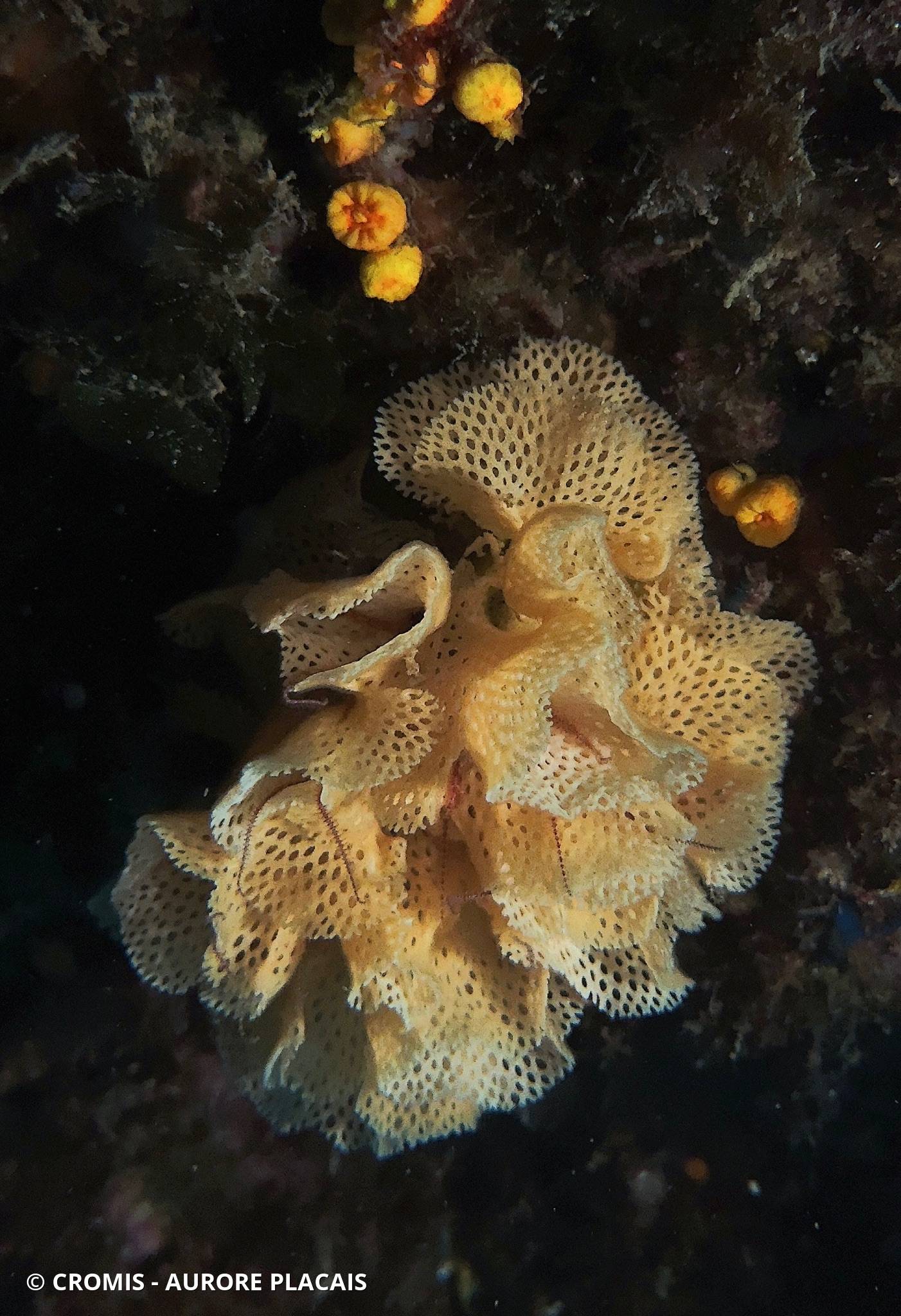Dentelle de Neptune