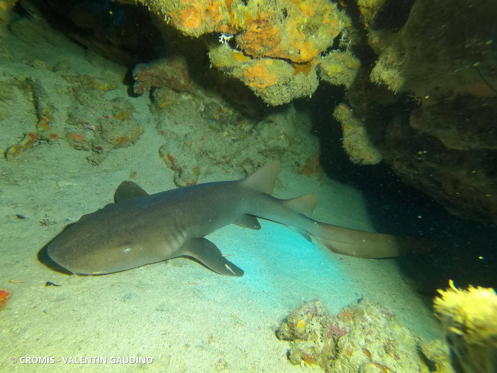 Requin nourrice atlantique