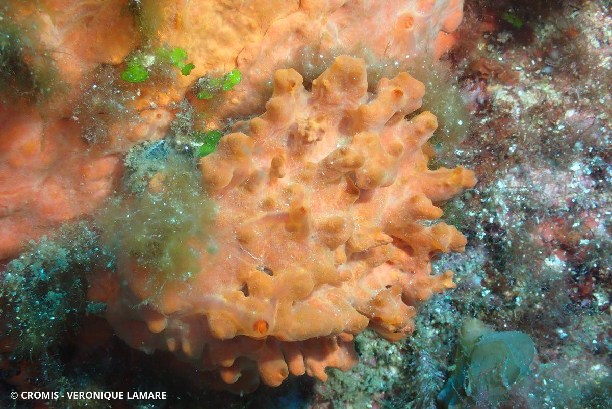 Eponge encroûtante orange-rouge