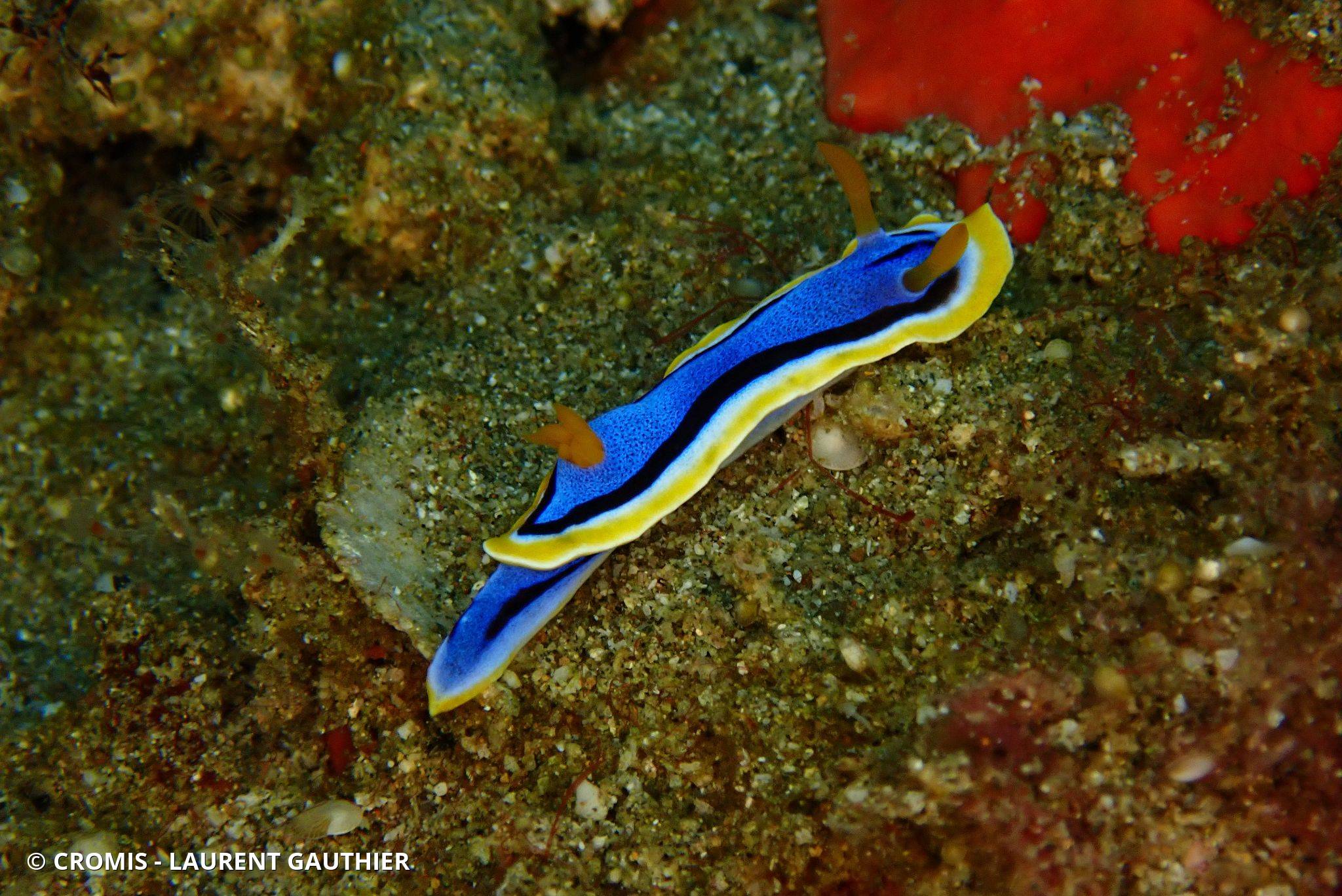 Chromodoris d'Elisabeth