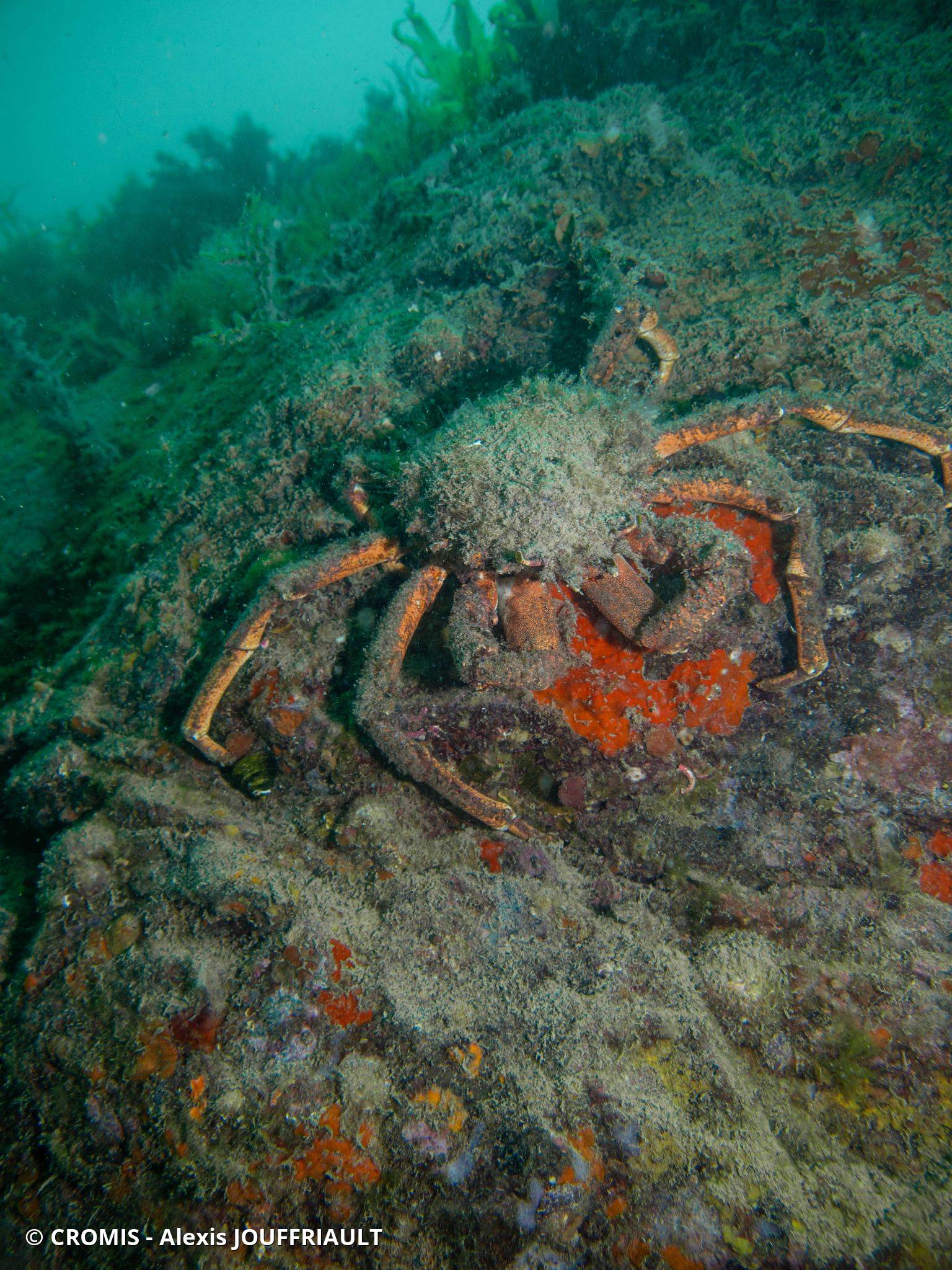 Araignée de mer Atlantique