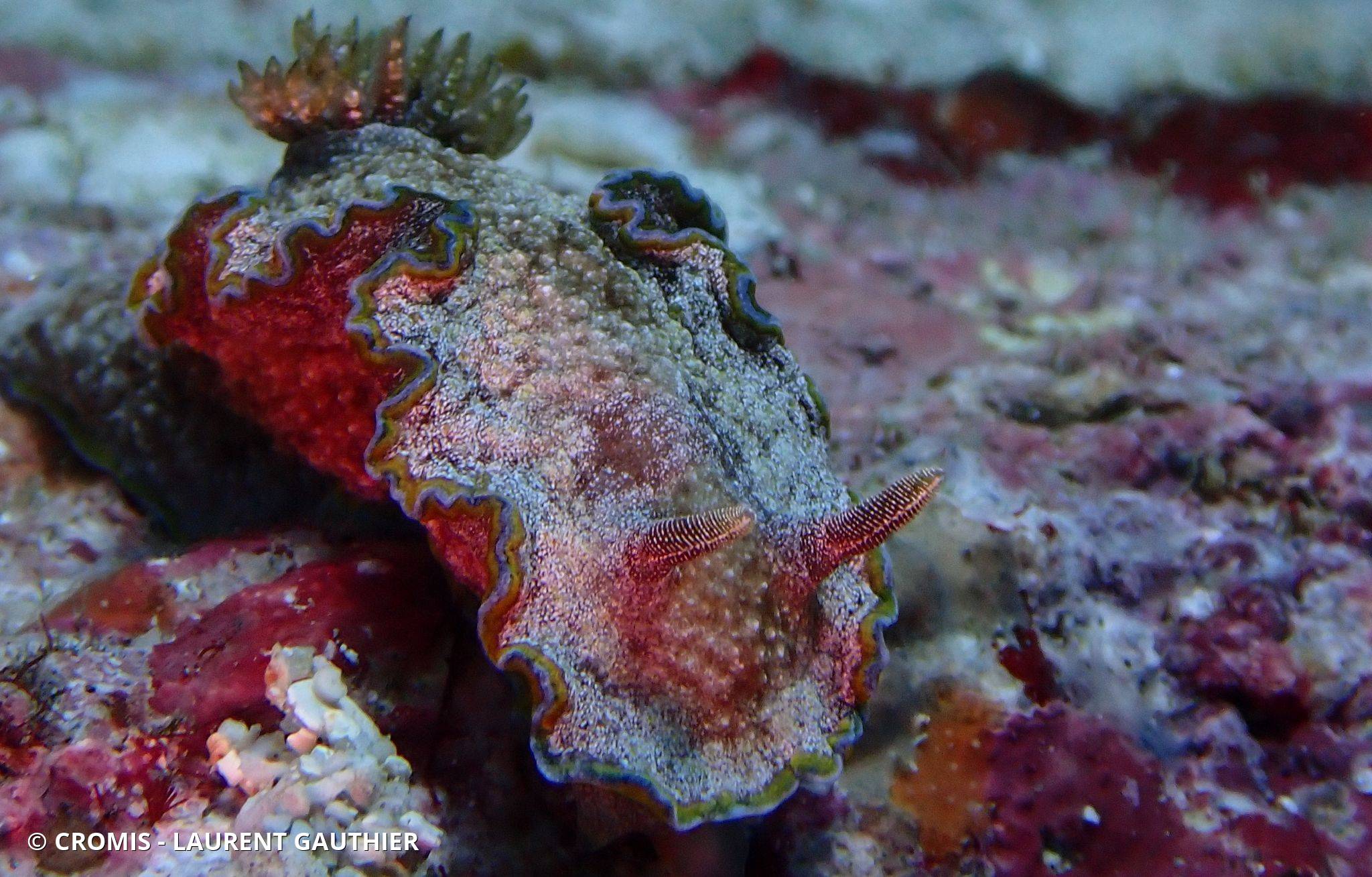 Glossodoris à liseré