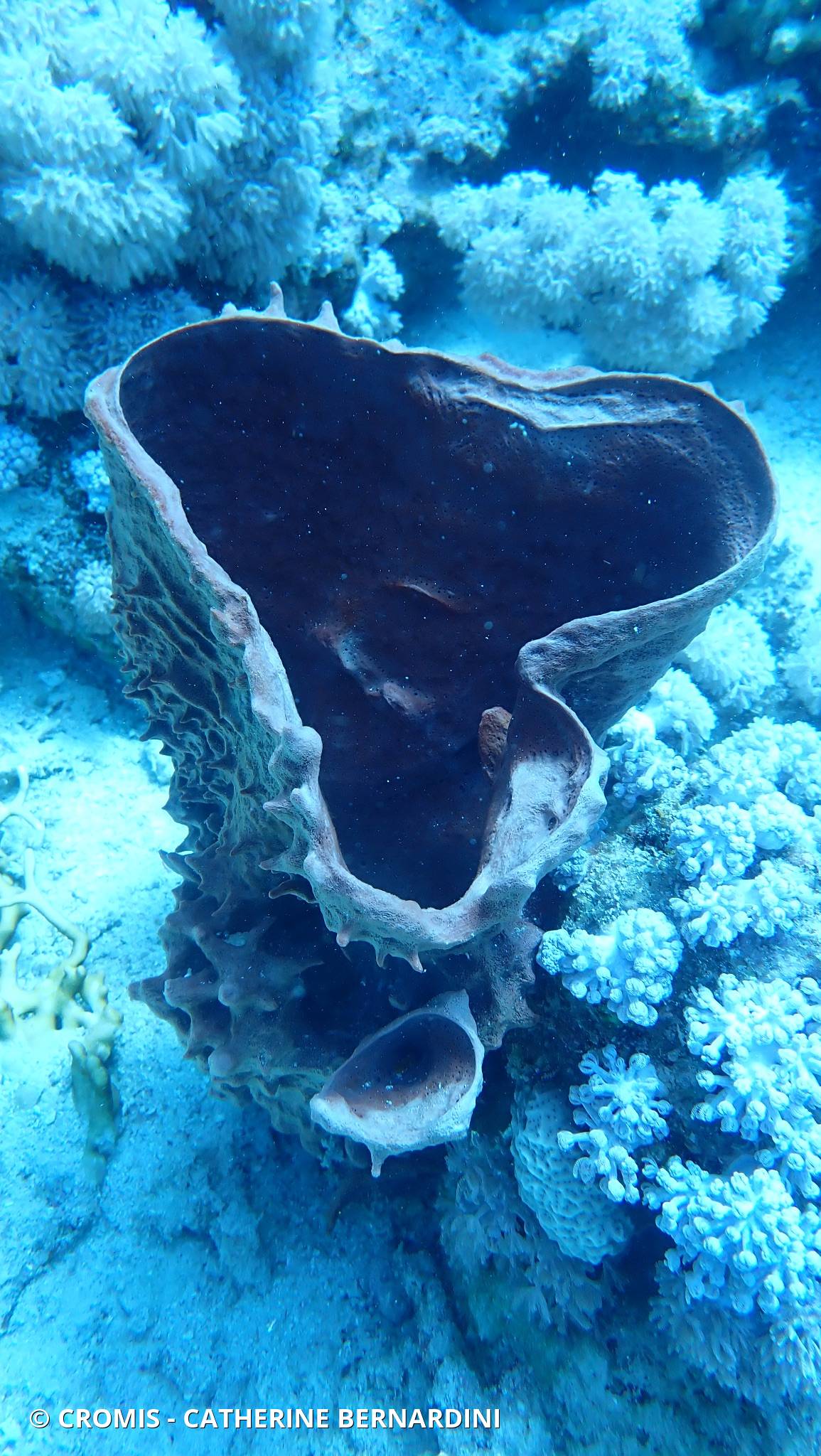 Eponge tubulaire de Mer Rouge