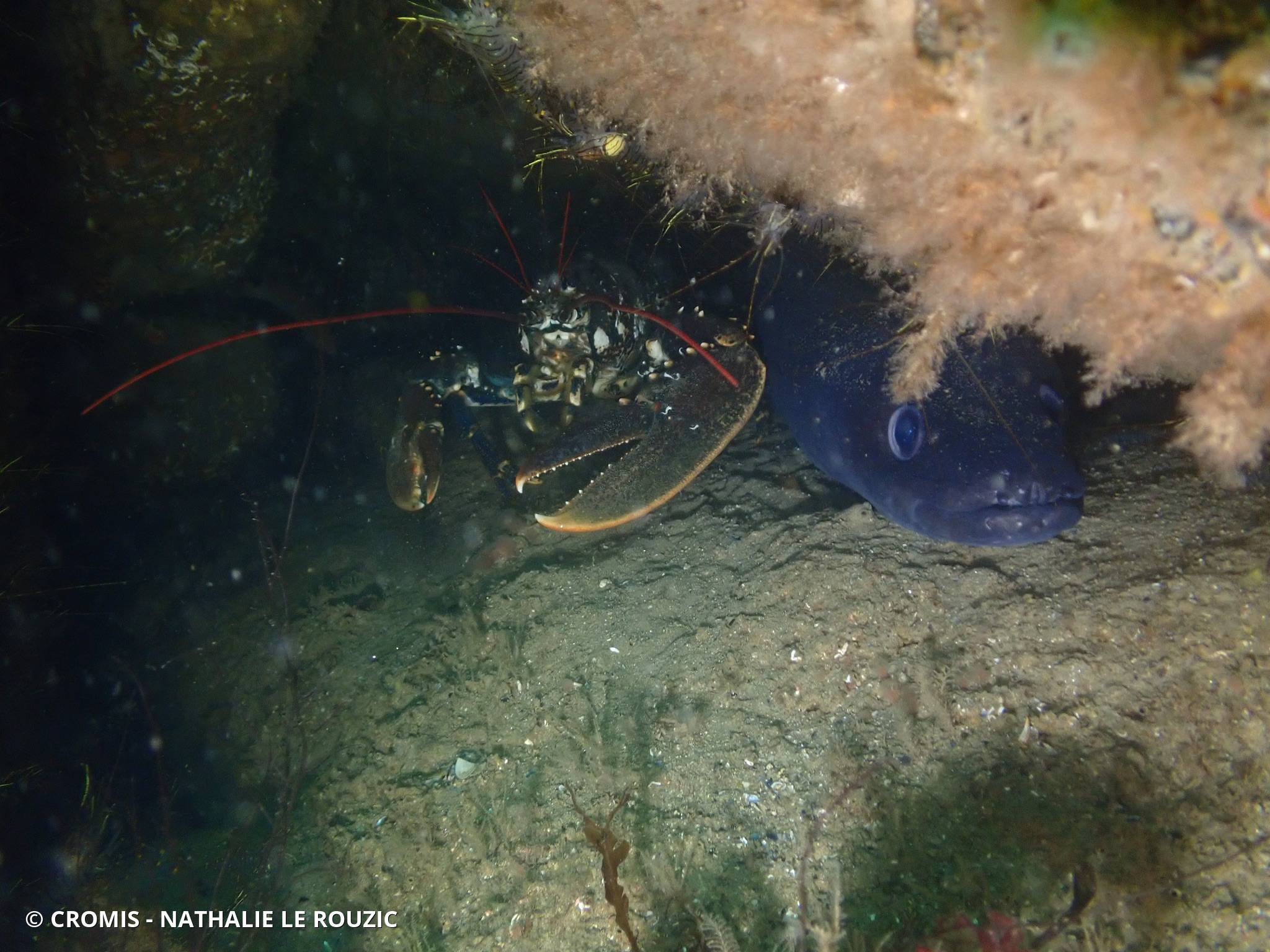 Homard européen
