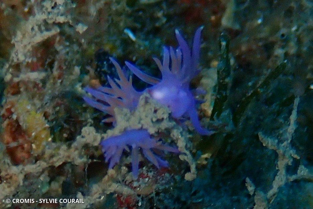 Photo 6 sur 211 : Flabelline mauve