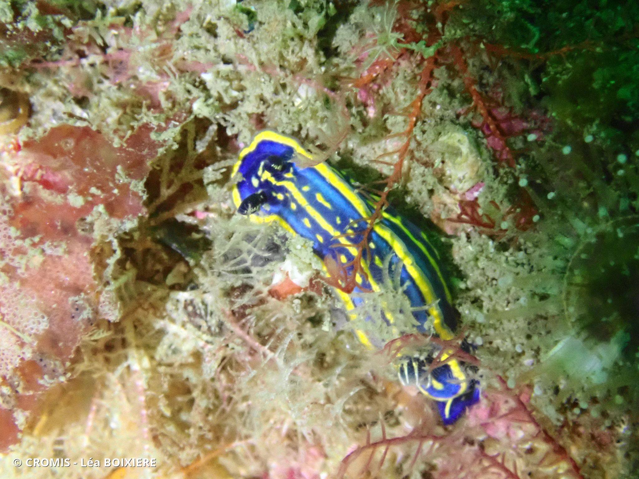 Doris tricolore