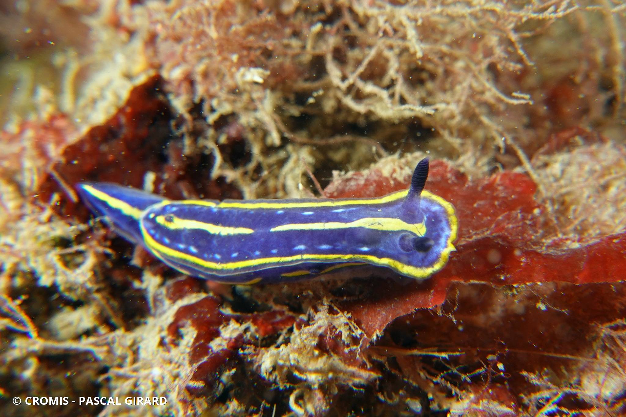 Doris tricolore