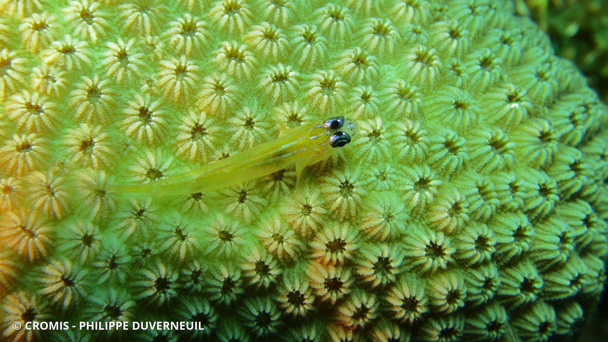 Photo 1 sur 5 : Gobie néon jaune à nez bleu