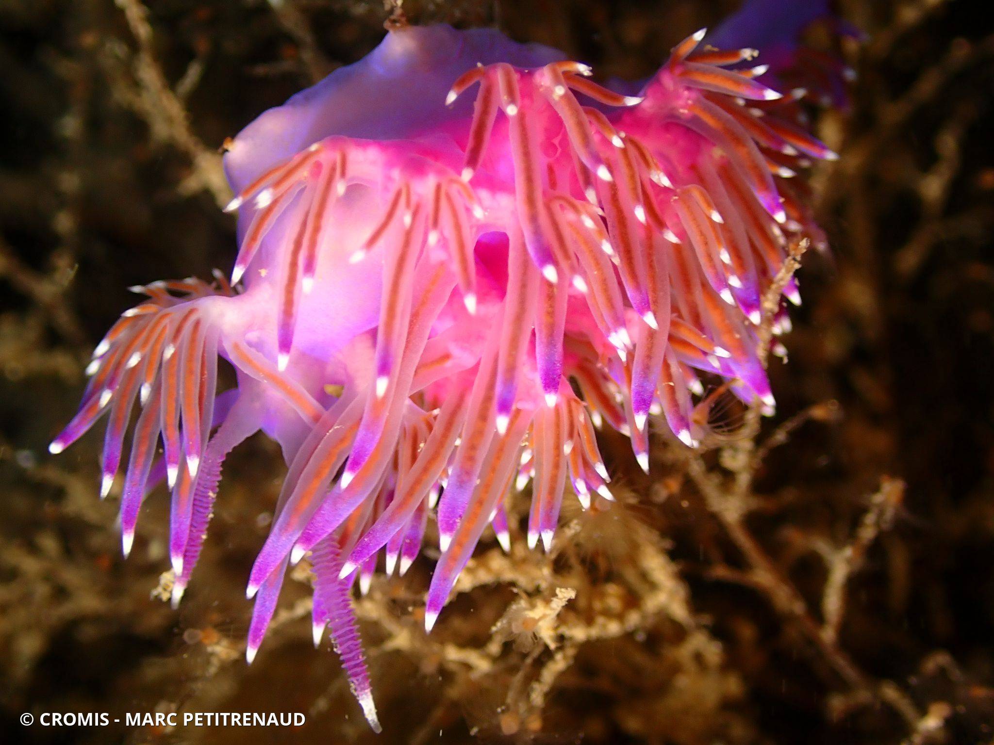 Flabelline mauve