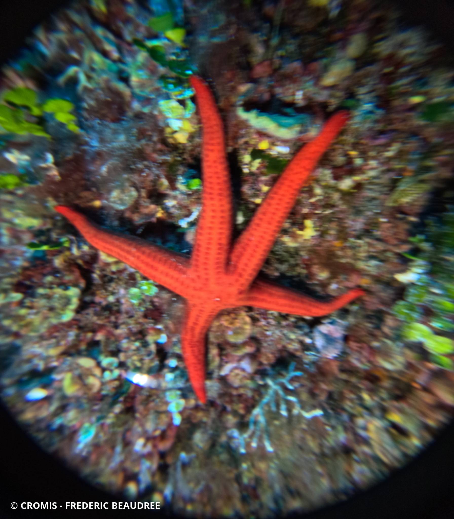 Photo 7 sur 144 : Etoile de mer lisse