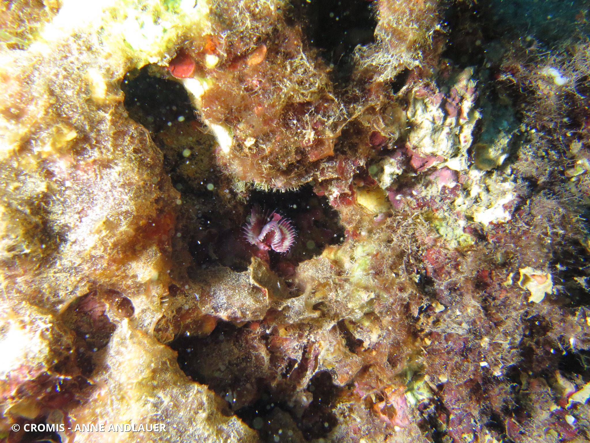 Serpule