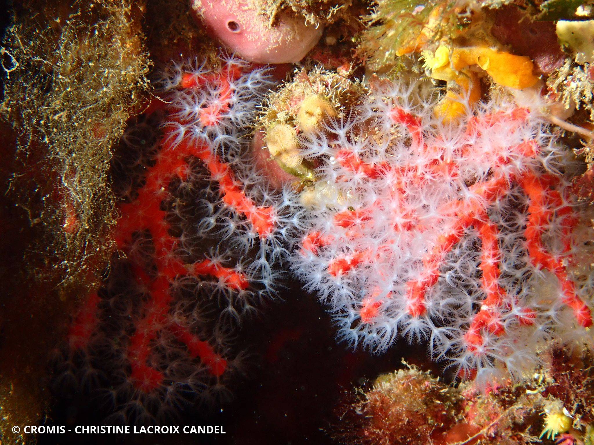 Corail rouge de Méditerranée