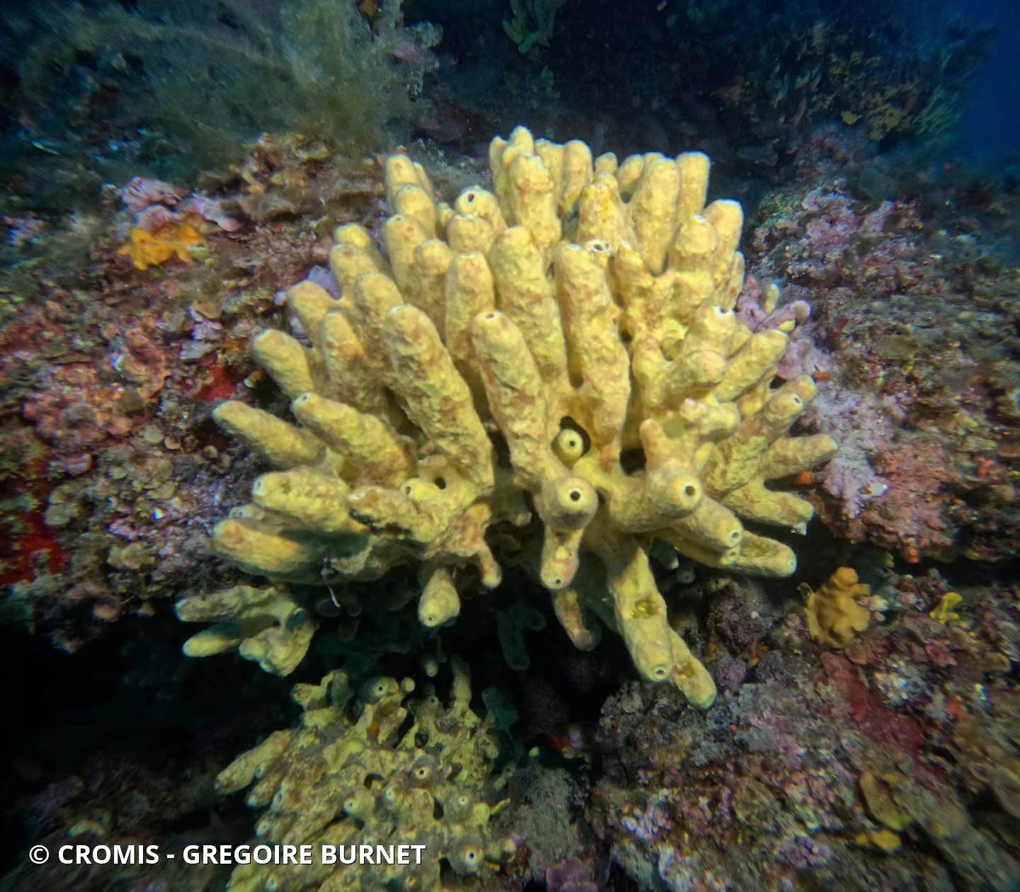 Eponge cavernicole jaune