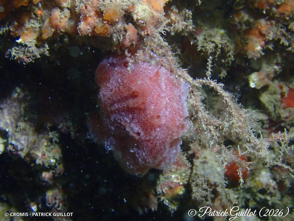 Fraise de mer