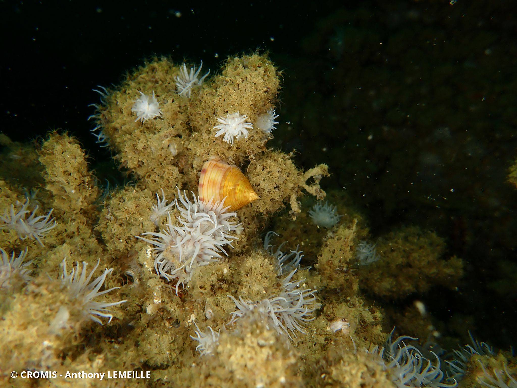 Calliostome jujube