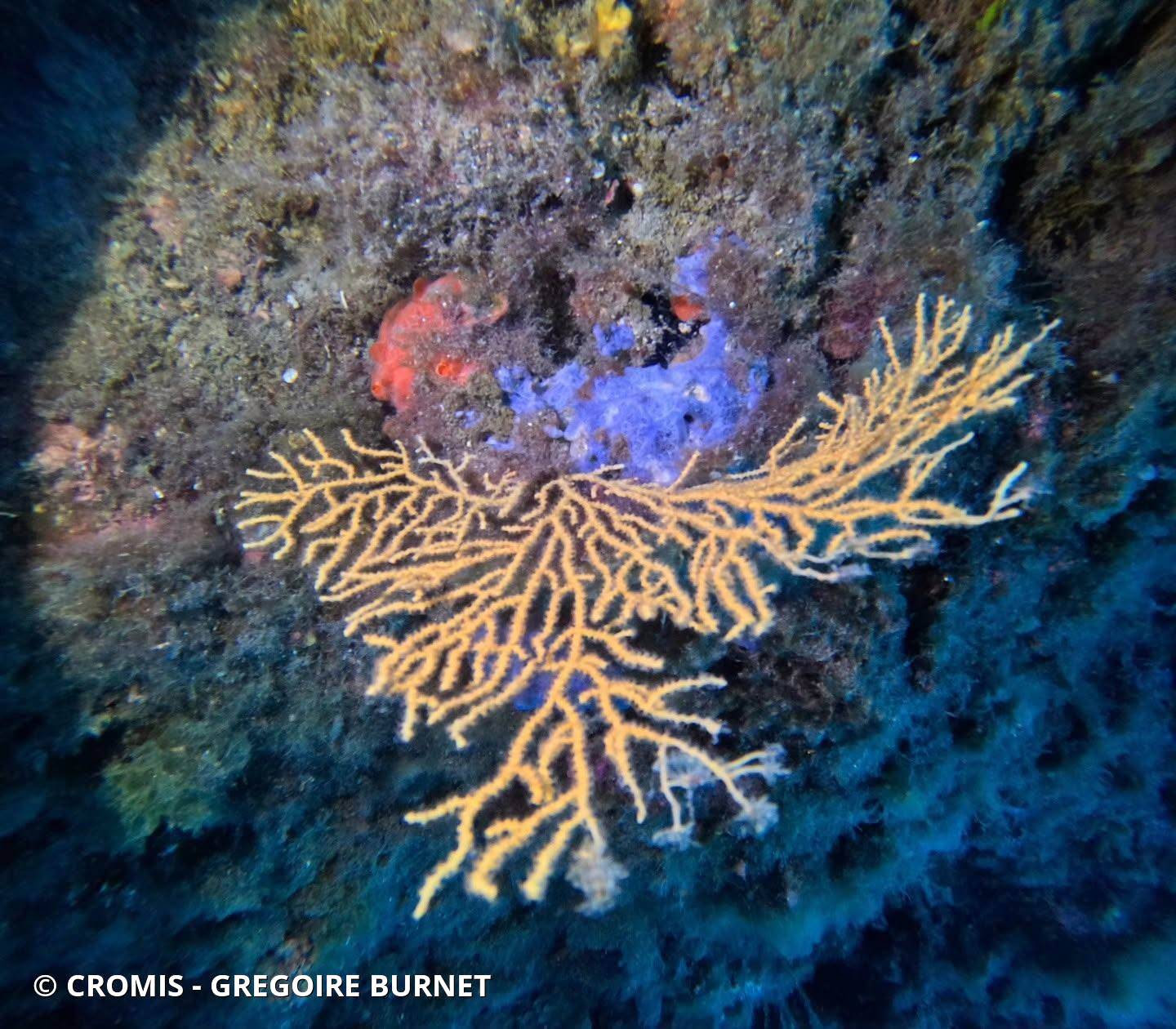 Gorgone jaune