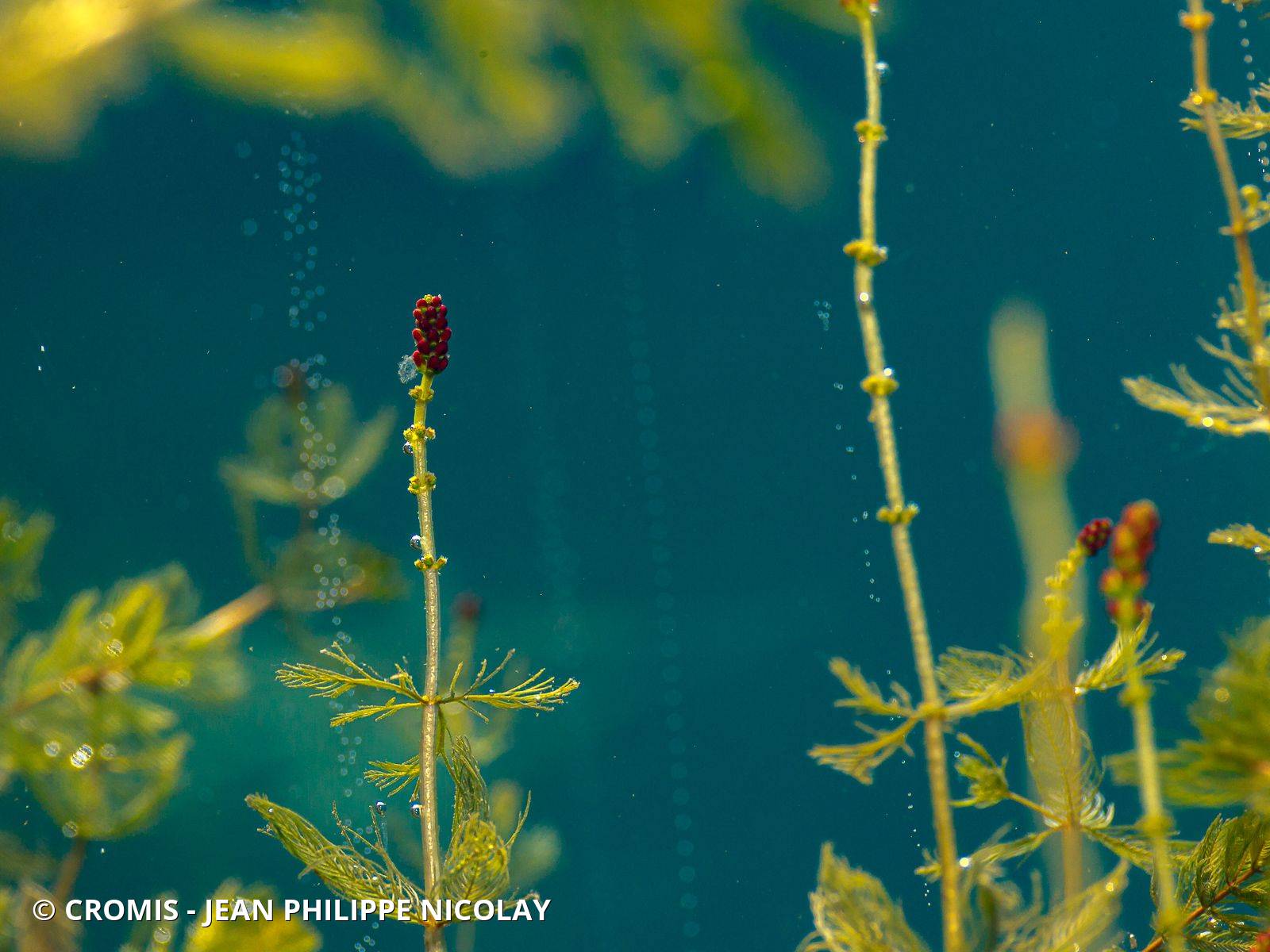 Photo 2 sur 103 : Myriophylle