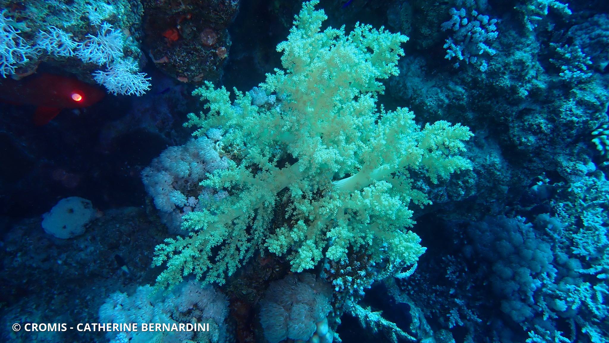 Alcyonaire arborescent