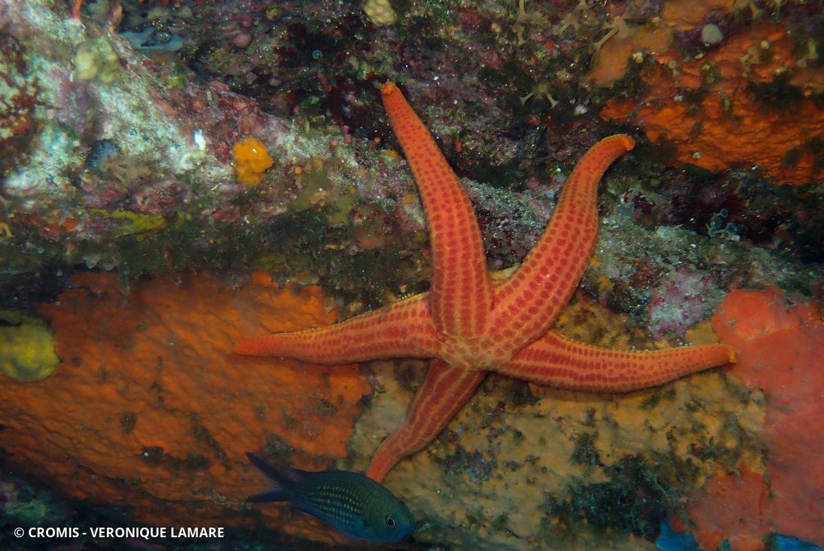 Photo 8 sur 144 : Etoile de mer lisse