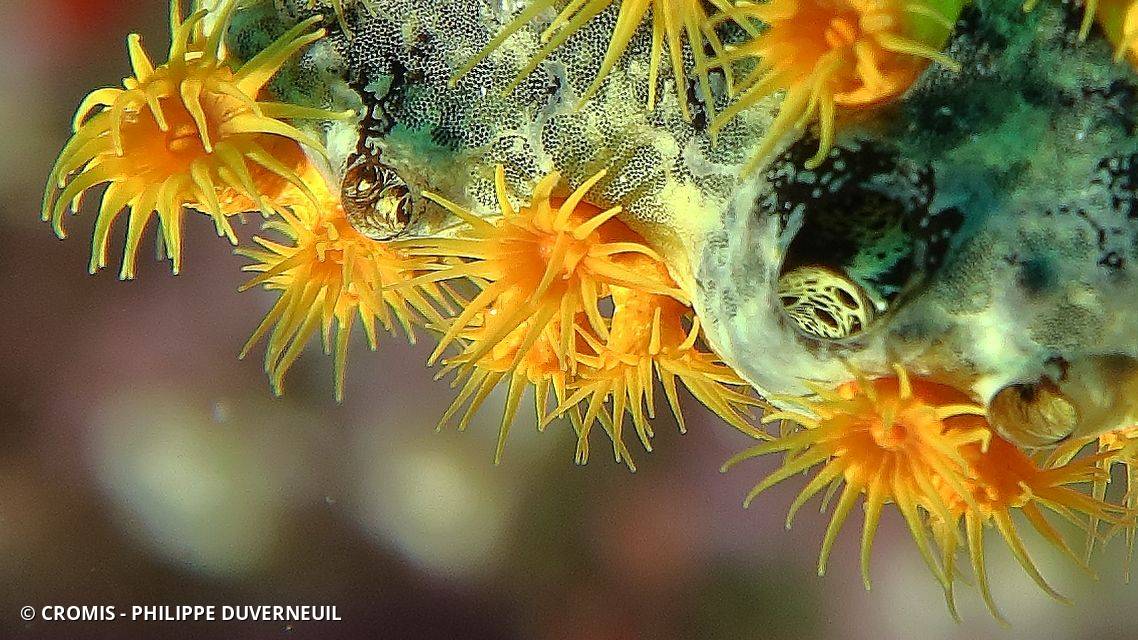 Zoanthaire éponge doré