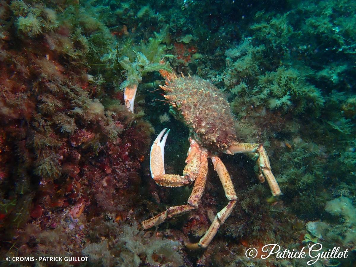 Araignée de mer Atlantique