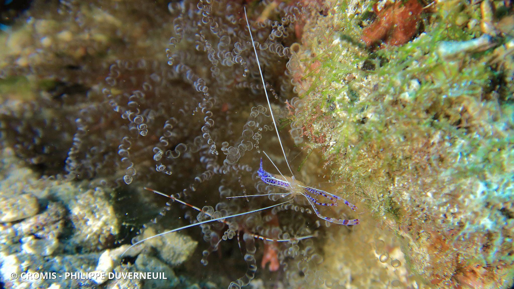 Crevette nettoyeuse de Pederson