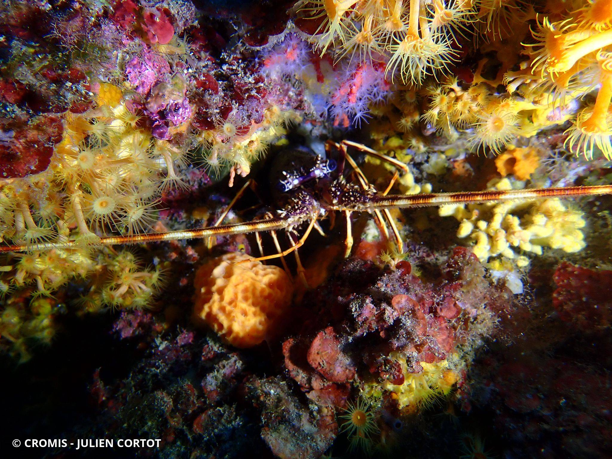 Langouste rouge
