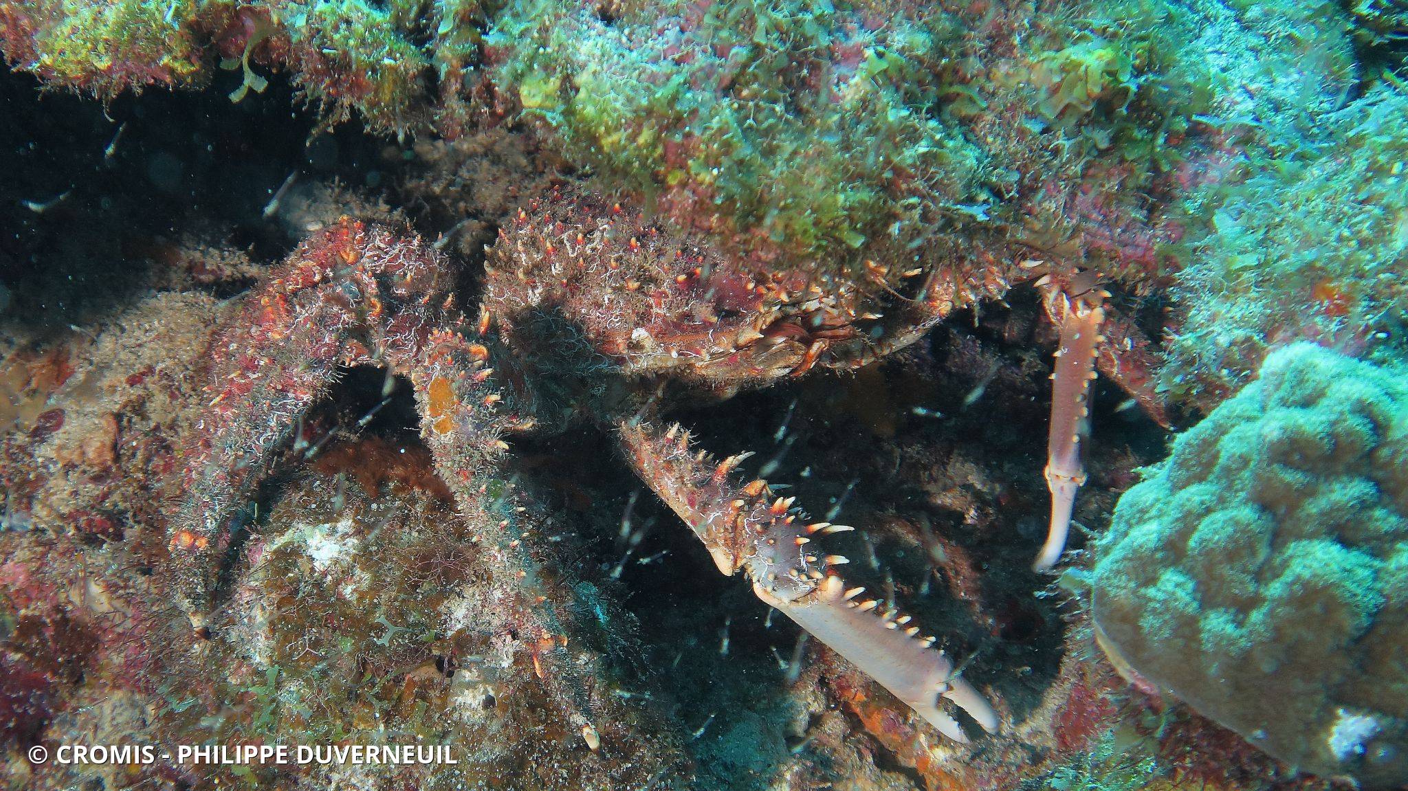 Araignée de mer verruqueuse