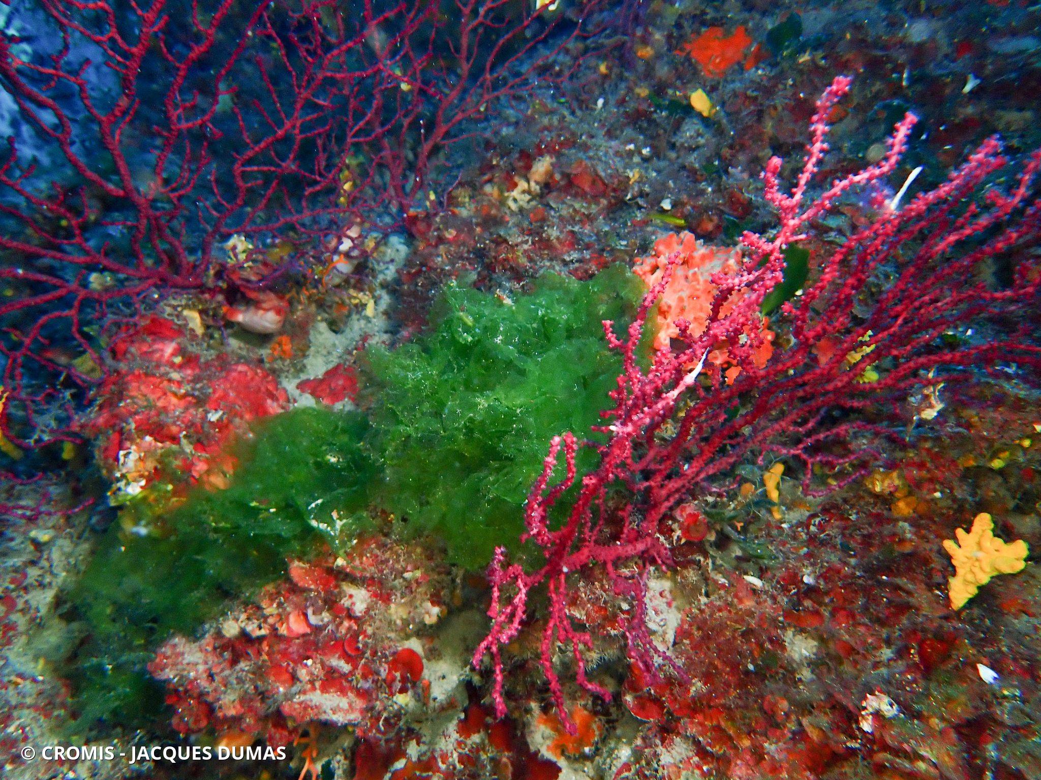 Photo 1 sur 9 : Ulve laitue de mer